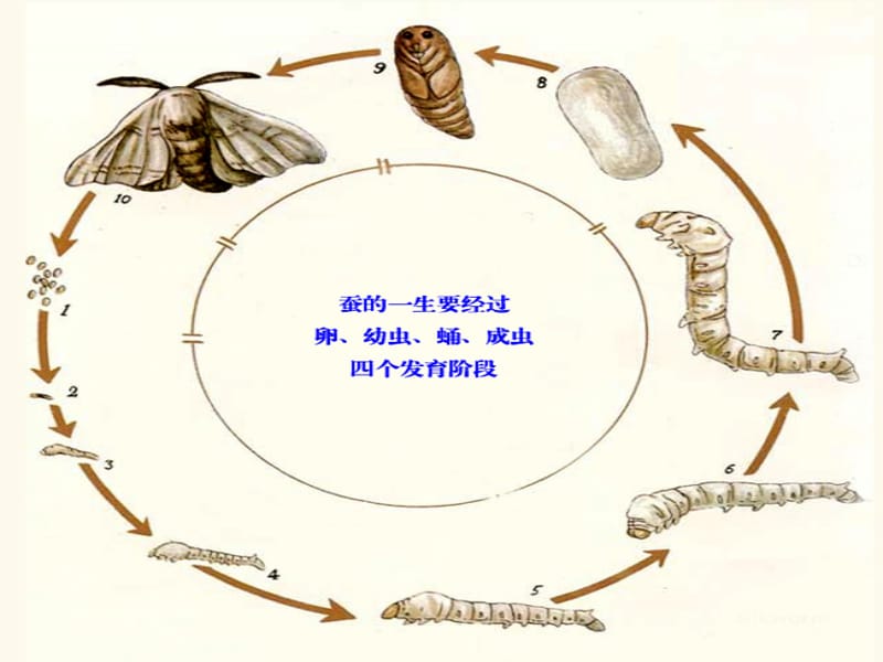 三年级科学下册《昆虫》.ppt_第3页