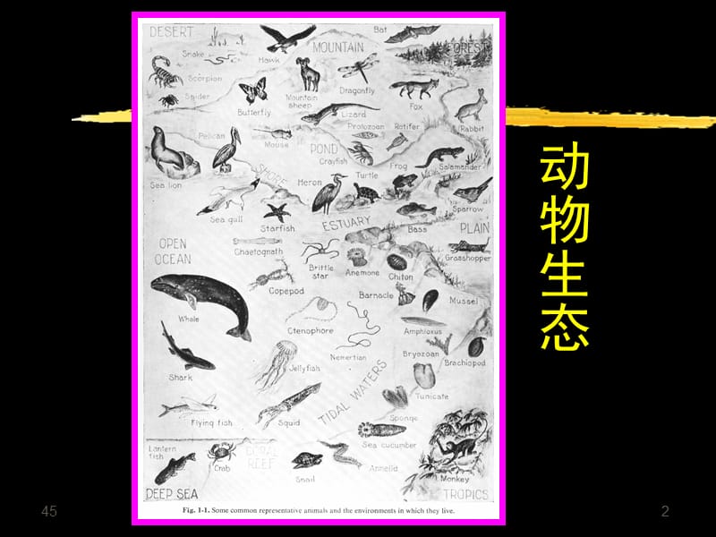 第6章--生物与环境PPT课件.ppt_第2页