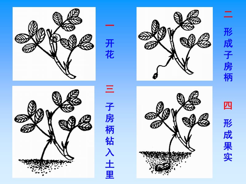 15落花生课件.ppt_第2页