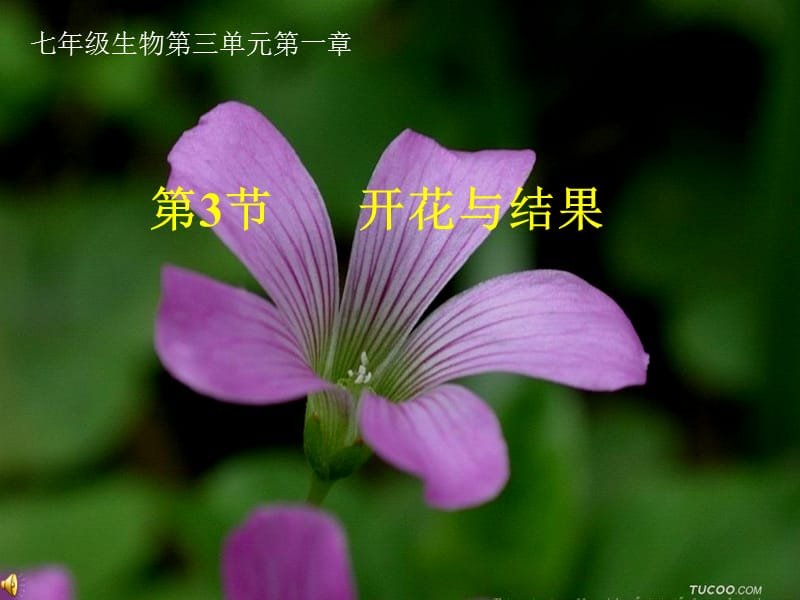 第三节：开花和结果.ppt_第1页