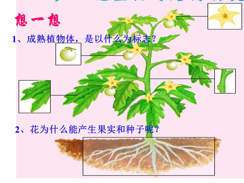 第三节：开花和结果.ppt_第2页