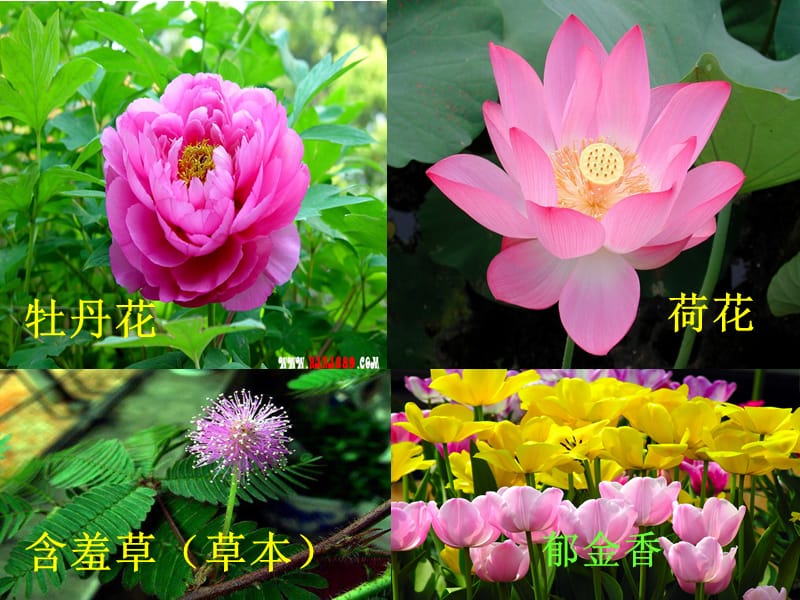 第三节：开花和结果.ppt_第3页