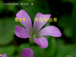 第三节：开花和结果.ppt