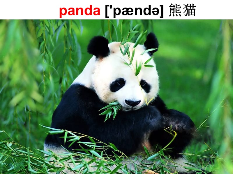 Unit5Why_do_you_like_pandas课件.ppt_第3页