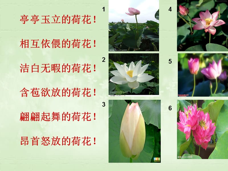 荷花第二课时PPT.ppt_第3页