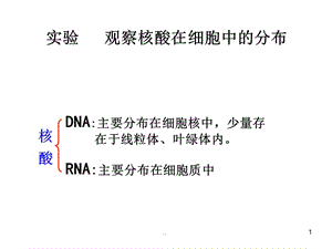 观察核酸在细胞中的分布.PPT.ppt