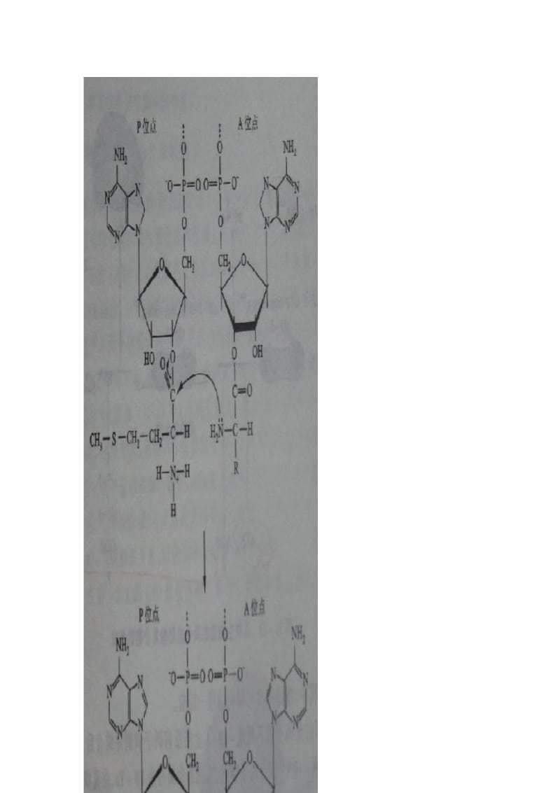 1核糖体合成蛋白质同时产生水吗.docx_第2页