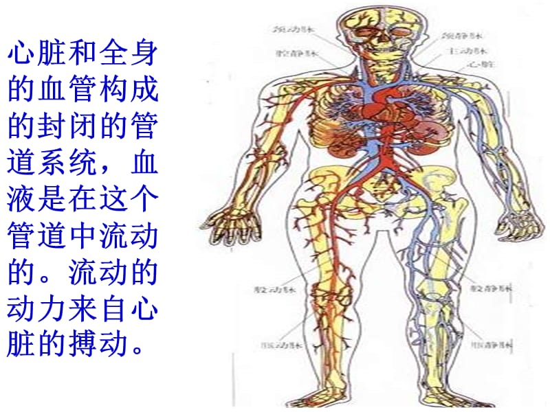 442血流的通道血管PPT.ppt_第1页