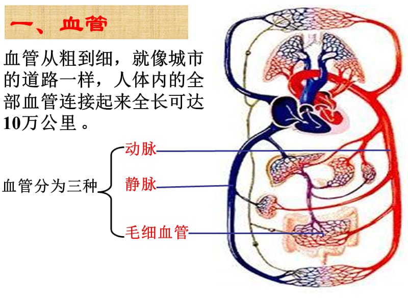 442血流的通道血管PPT.ppt_第3页