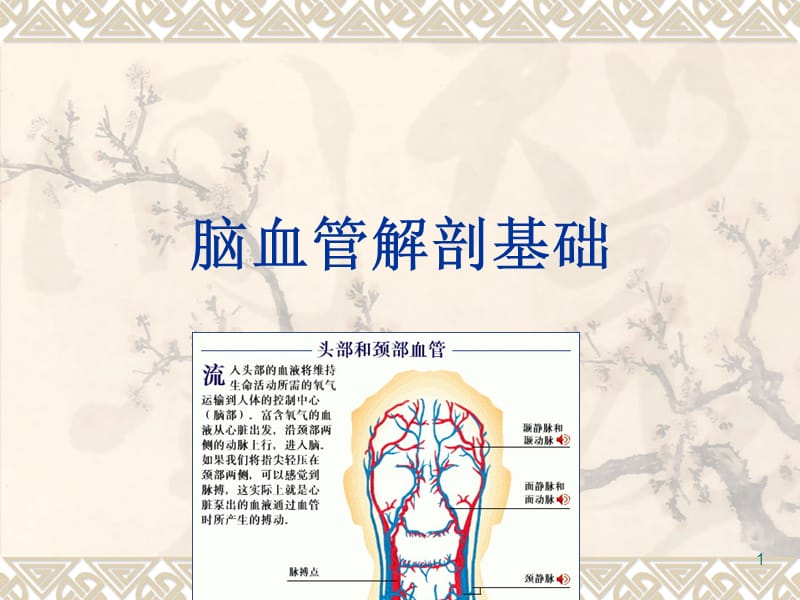 脑血管解剖基础.PPT.ppt_第1页