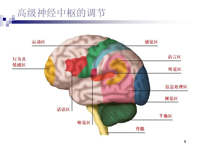 大脑皮层PPT精选文档.ppt_第1页