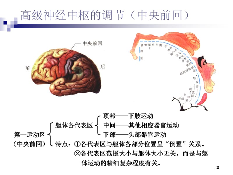 大脑皮层PPT精选文档.ppt_第2页