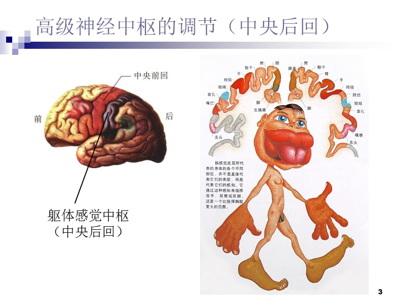 大脑皮层PPT精选文档.ppt_第3页