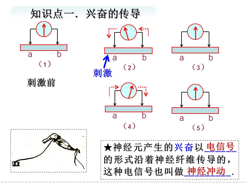 兴奋的传导与传递.PPT.ppt_第3页