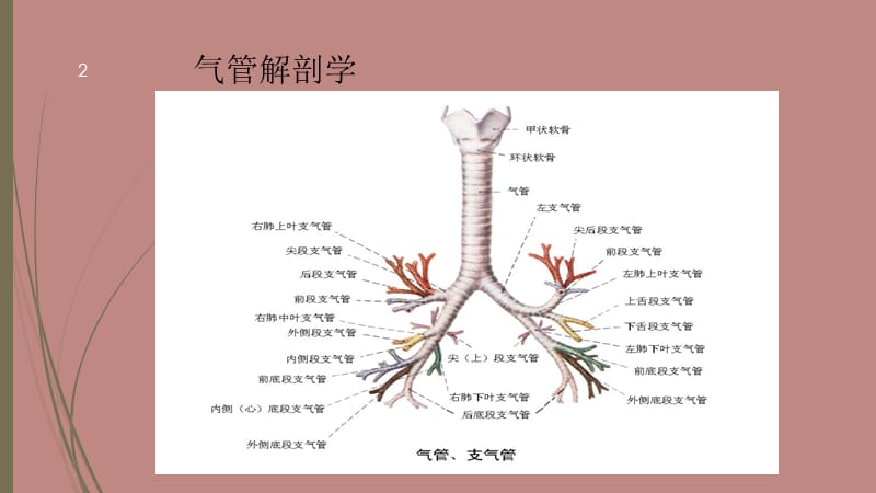 经纤维支气管镜肺泡灌洗PPT精选文档.ppt_第2页