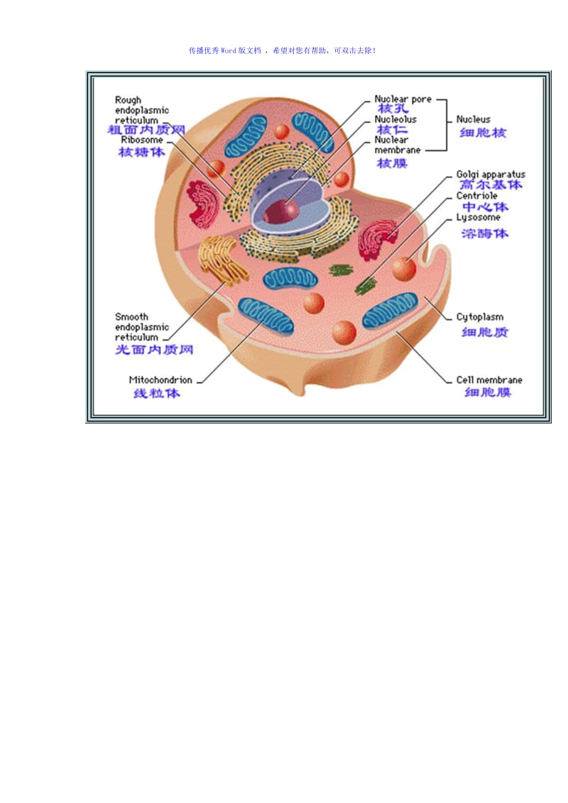 八大细胞器结构与功能Word版.doc_第3页