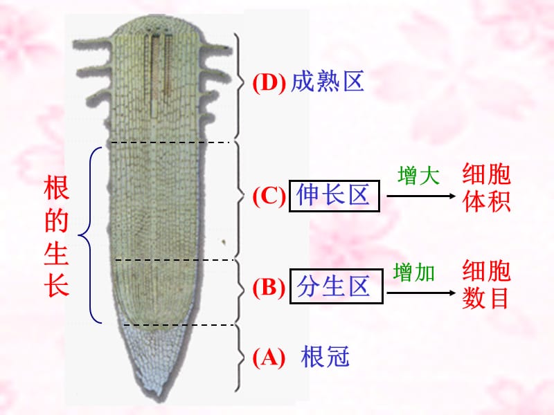 七上三单二章二节植株的生长.ppt_第2页