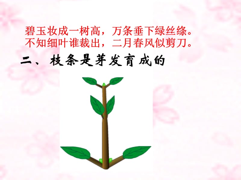 七上三单二章二节植株的生长.ppt_第3页