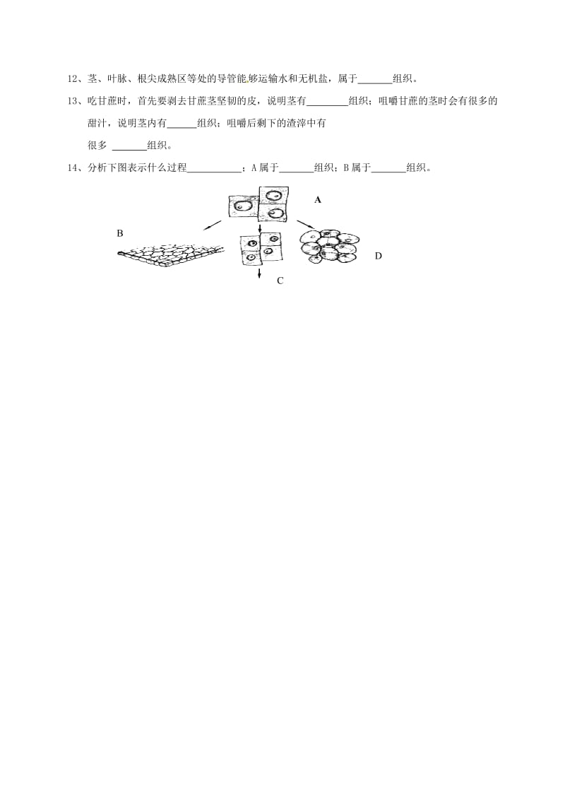 [精选类]山东省临沂市七年级生物上册 2.2.3 植物体的结构层次学案（无答案）（新版）新人教版.doc_第3页