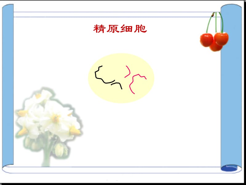 精子的形成过程.ppt_第2页