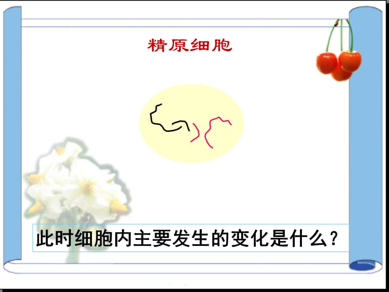 精子的形成过程.ppt_第3页