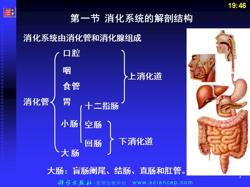 第七章-消化系统-人体解剖生理学PPT课件.ppt_第3页