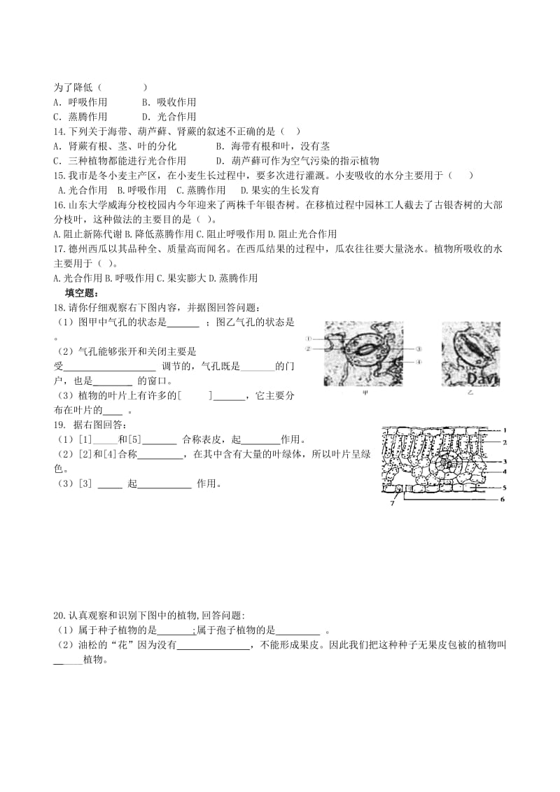 [精选类]山东省德州市202x年七年级生物上册 2.1.1-2.1.2 绿色植物的主要类群和蒸腾作用学案（无答案）（新版）济南版.doc_第3页