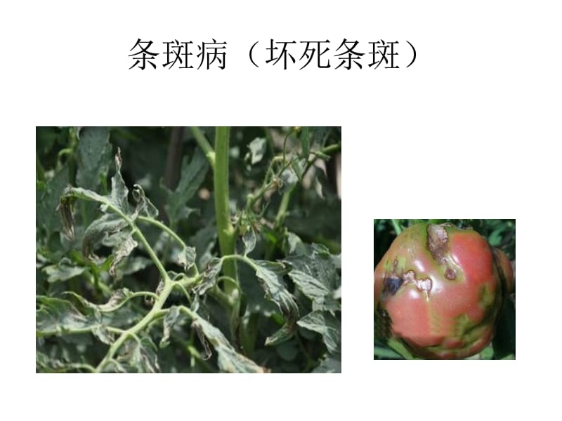 常见植物病虫害图片.ppt_第2页