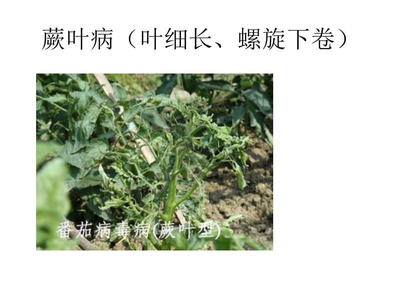 常见植物病虫害图片.ppt_第3页