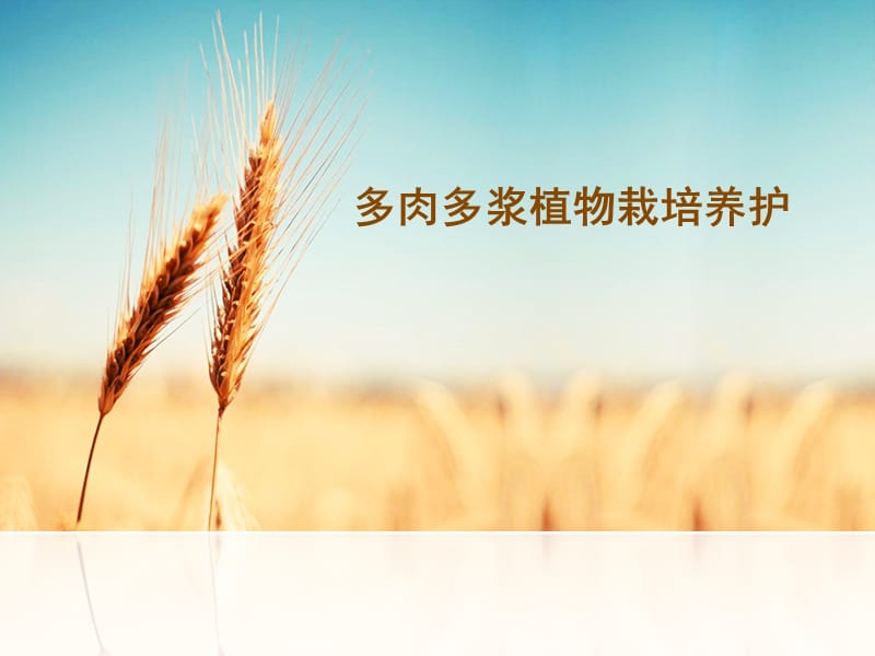 多肉植物识别.ppt_第1页