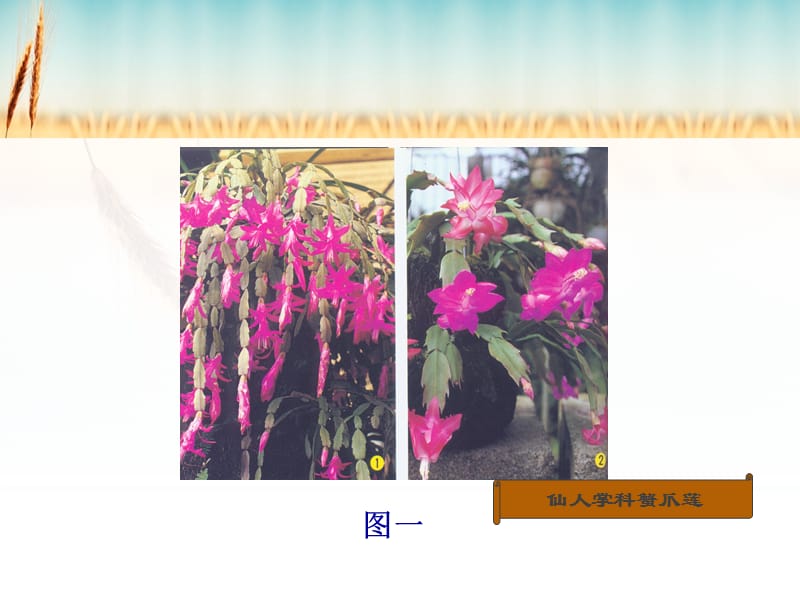 多肉植物识别.ppt_第2页