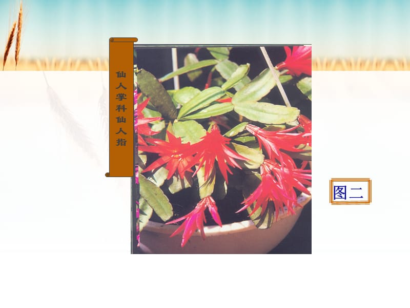 多肉植物识别.ppt_第3页