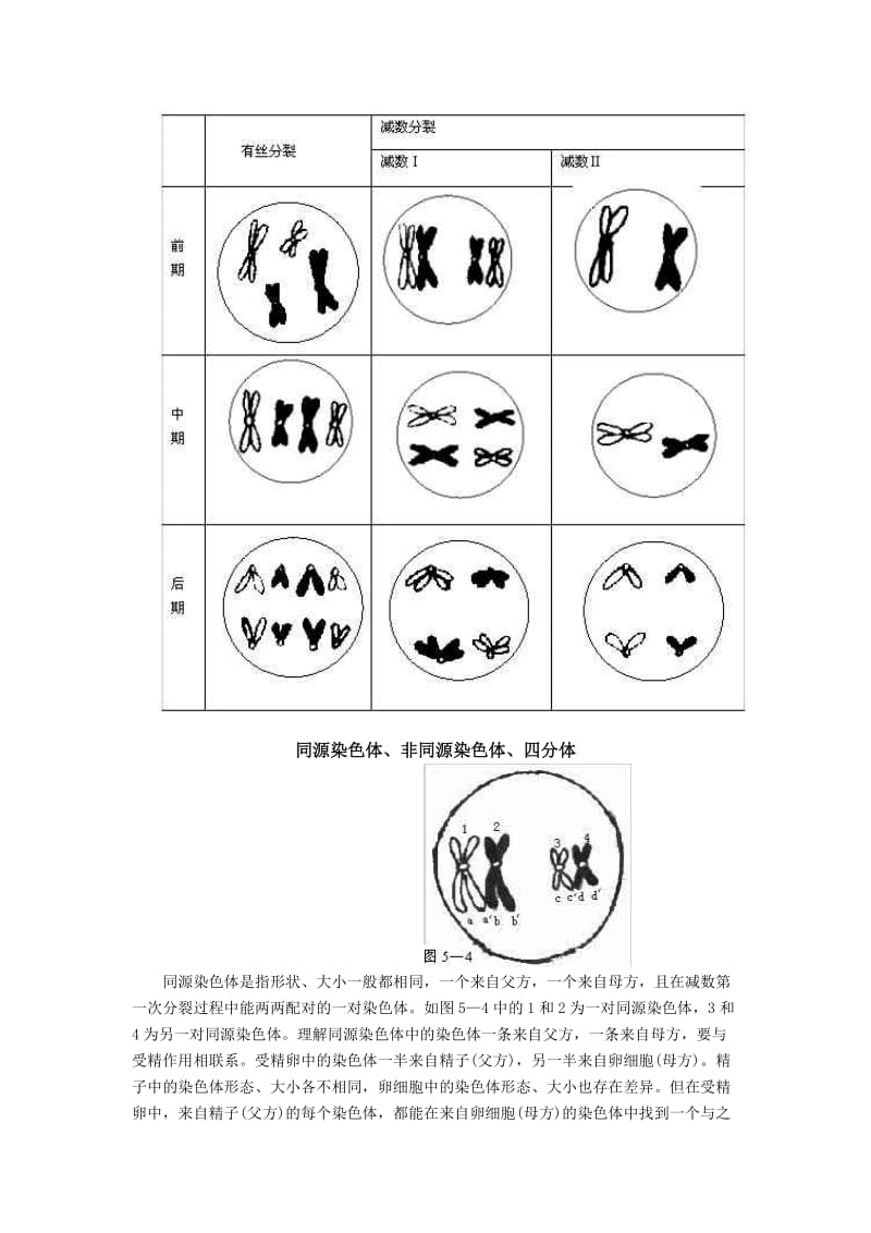 有丝分裂和减数分裂的比较.docx_第2页