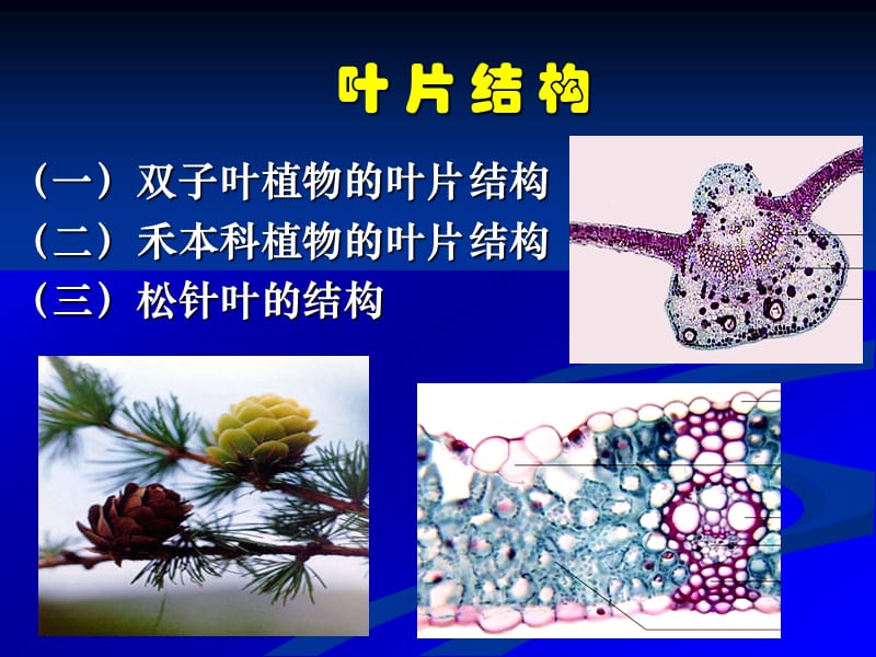 叶片结构.ppt_第1页