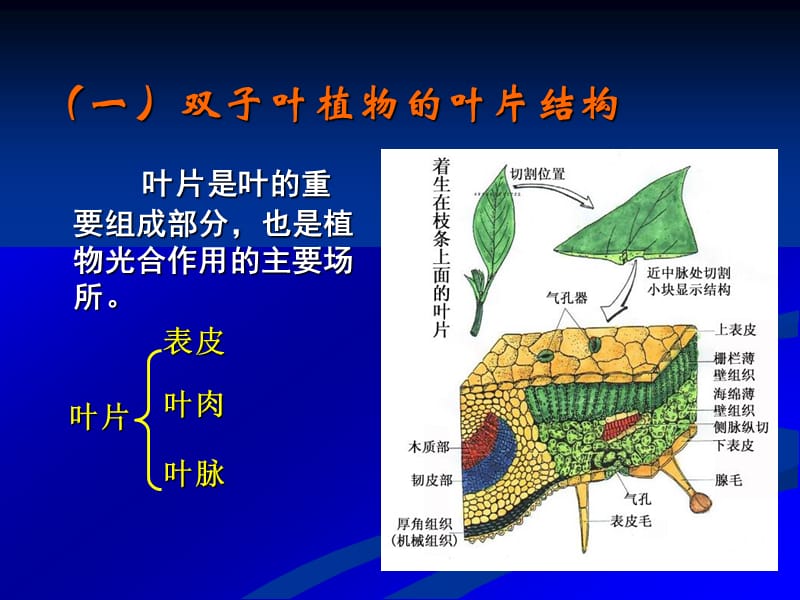 叶片结构.ppt_第2页