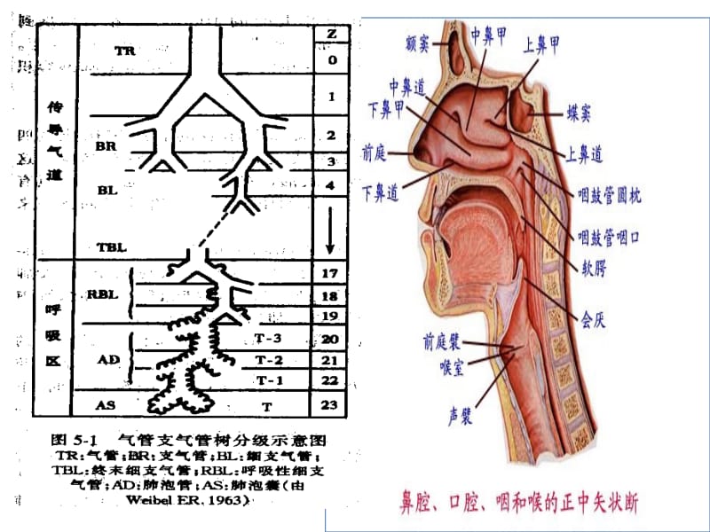 呼吸机基础知识笔记.ppt_第3页