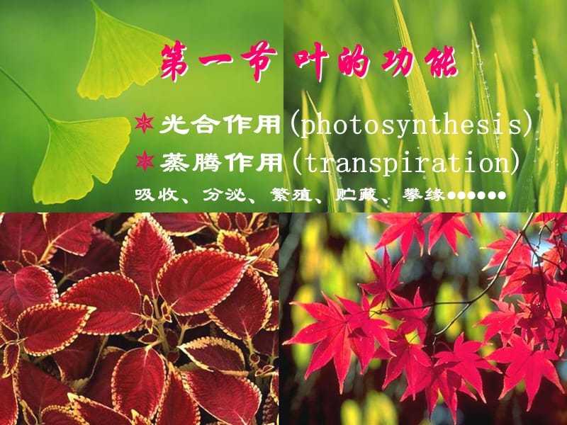 叶 植物学ppt.ppt_第2页