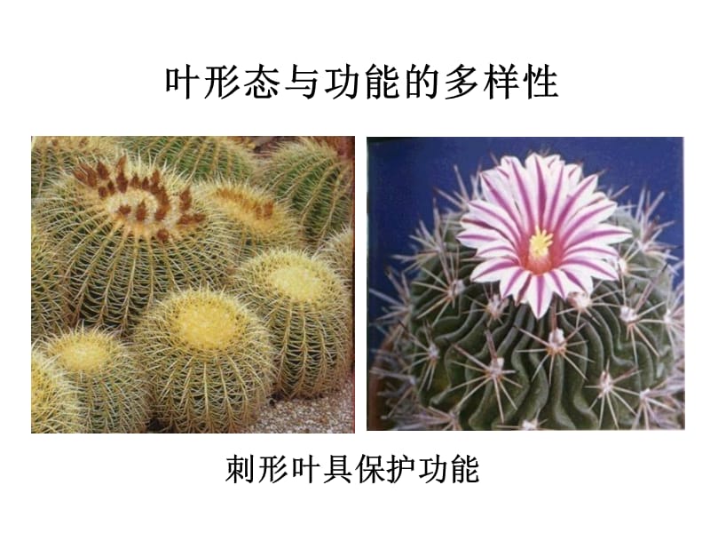 叶 植物学ppt.ppt_第3页