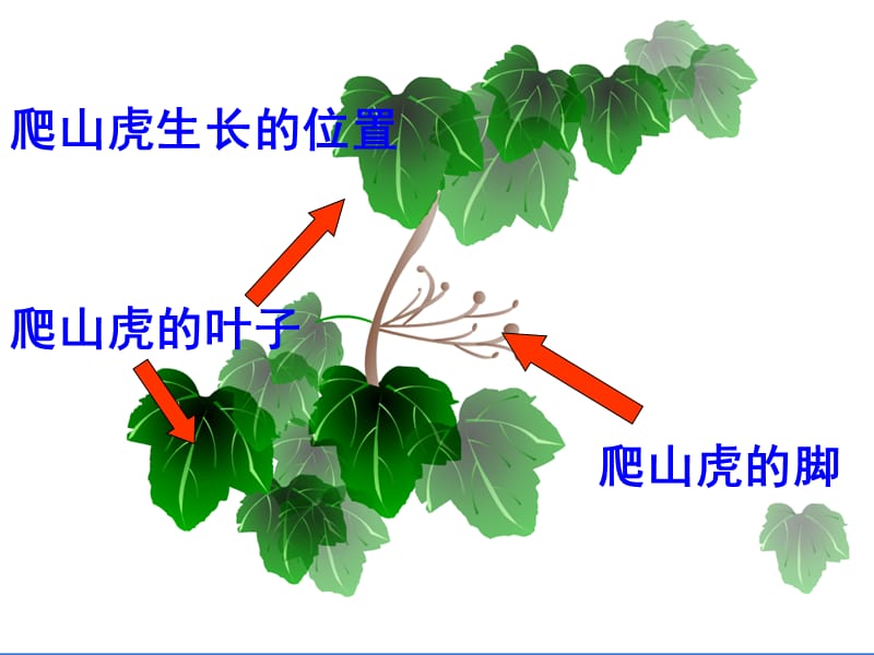 李翠萍《爬山虎的脚》.ppt_第2页