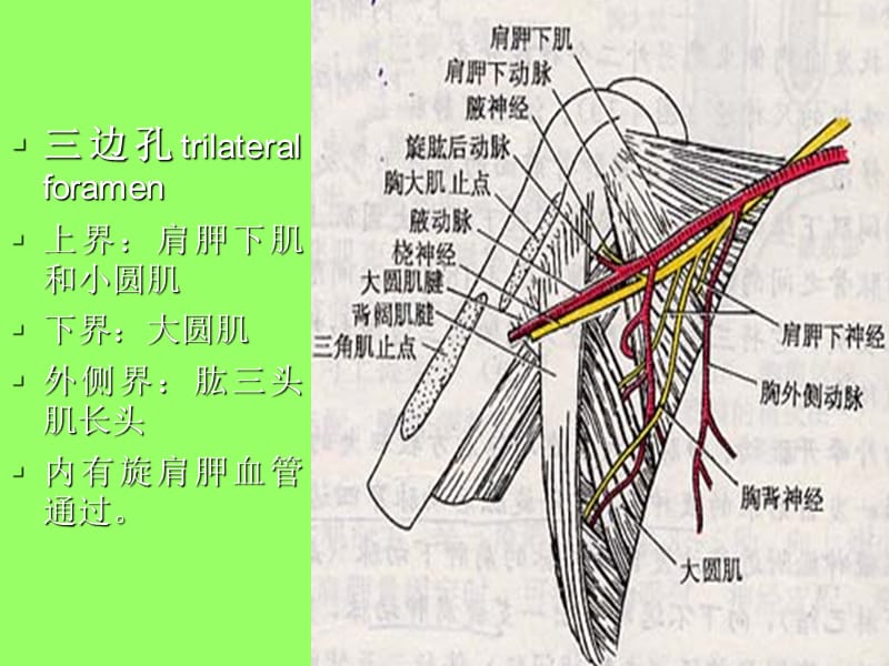 局部解剖学三边孔及四边孔.ppt_第1页