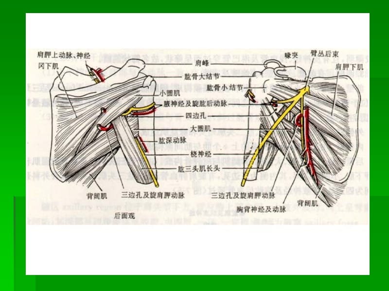 局部解剖学三边孔及四边孔.ppt_第3页