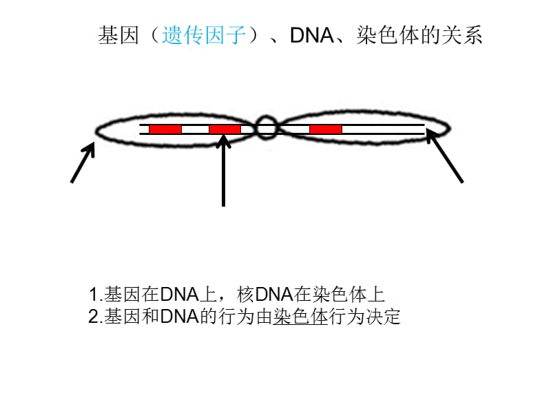 人教版生物必修二知识框架.ppt_第3页