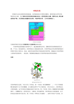 [精选类]七年级生物上册 第三单元 第5章 绿色开花植物的生活方式 第2节 呼吸作用文字素材1 （新版）北师大版（通用）.doc