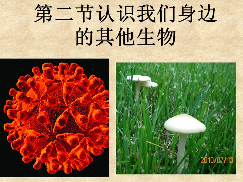 第二节认识我们身边的其他生物2012.ppt_第1页