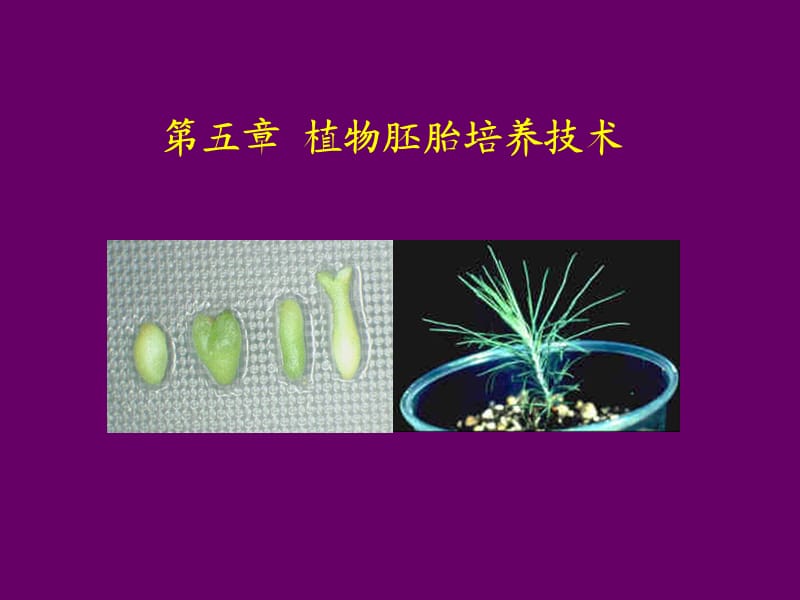 第五章 植物胚胎培养技术.ppt_第1页