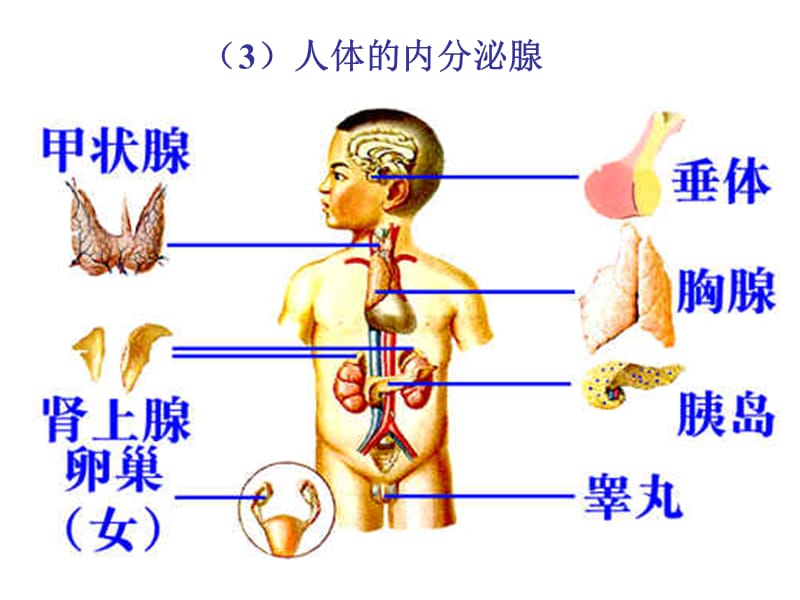 人体是一个统一的整体.ppt_第2页