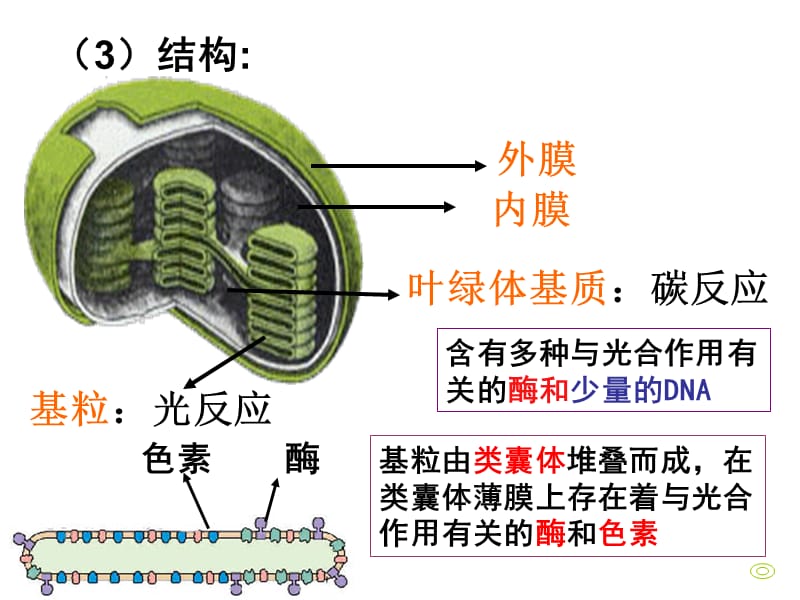 光合作用复习AAAA.ppt_第2页