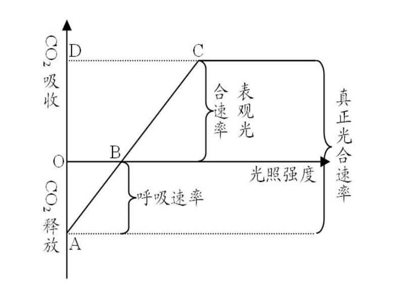 真光合作用与净光合作用----张军.ppt_第2页