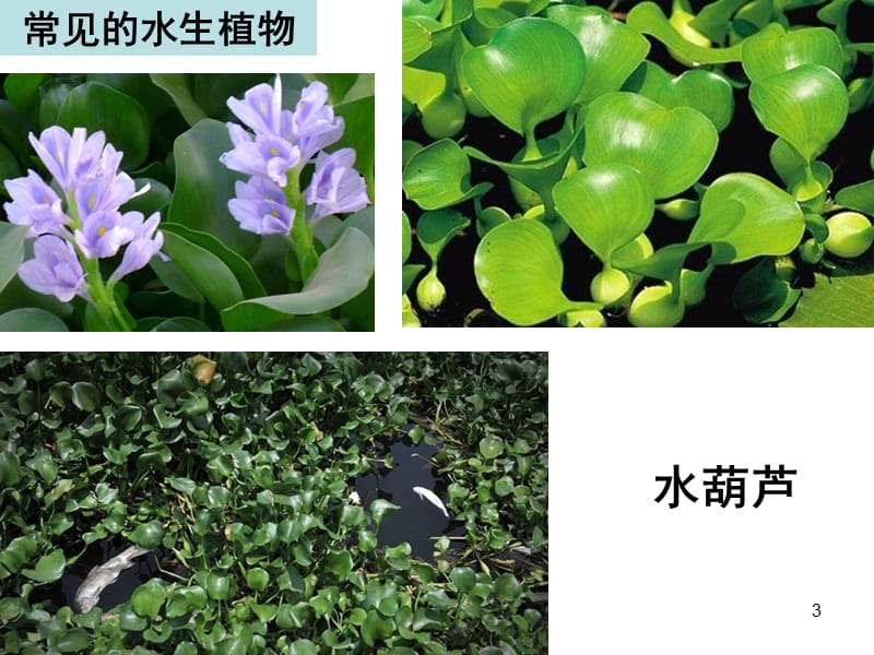 教科版科学三年级上册一4观察水生植物PPT课件.ppt_第3页