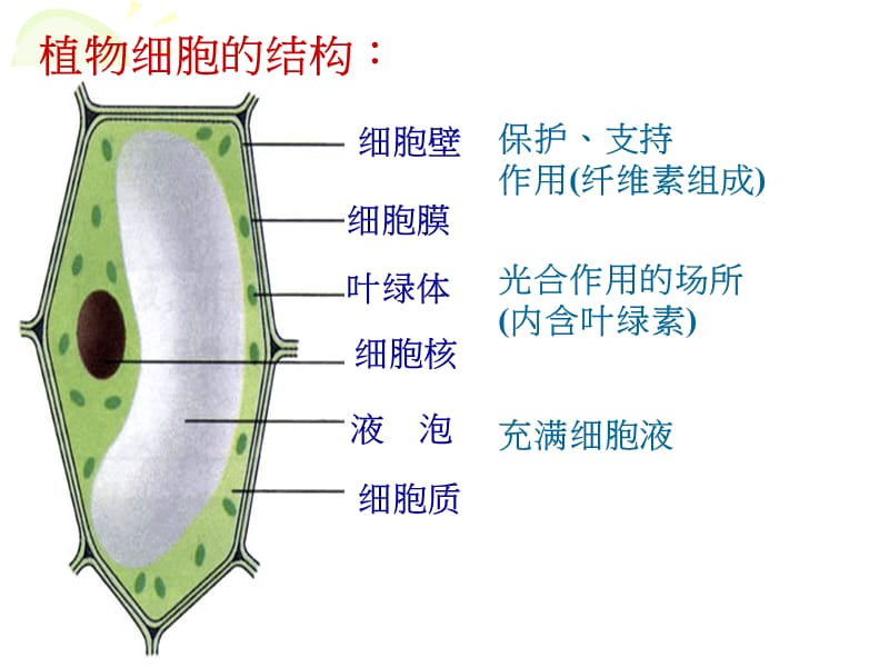 第4-5课时22显微镜的结构和使用.ppt_第3页